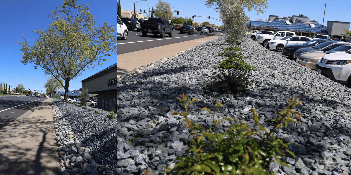 A roadside sidewalk lined with gray and white gravel and a young leafy tree under a clear blue sky, with a building on the right.